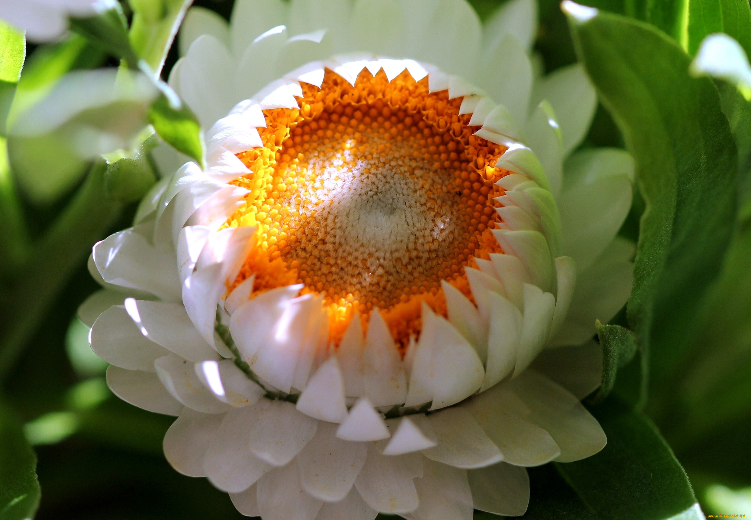 Бессмертник цветок белый
